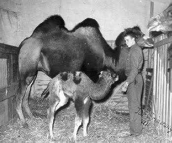 Historische Aufnahme aus dem Werner-Winter-Archiv