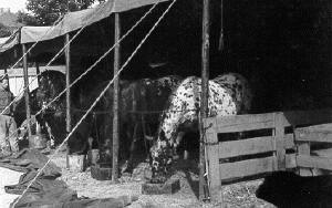 Historische Aufnahme aus dem Werner-Winter-Archiv