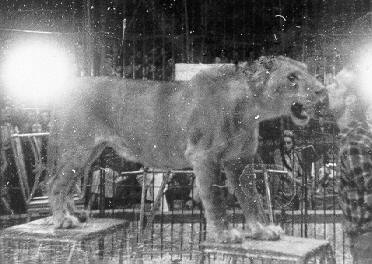 Historische Aufnahme aus dem Werner-Winter-Archiv