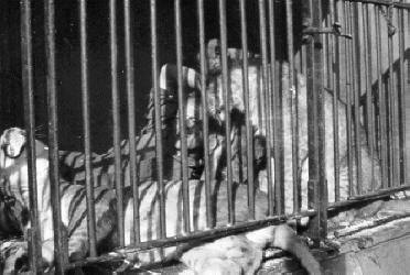 Historische Aufnahme aus dem Werner-Winter-Archiv