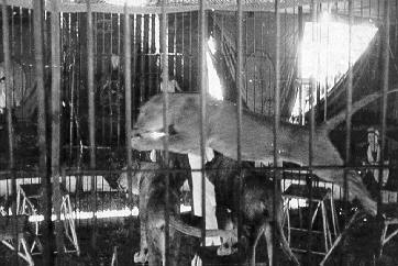 Historische Aufnahme aus dem Werner-Winter-Archiv