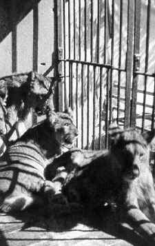 Historische Aufnahme aus dem Werner-Winter-Archiv